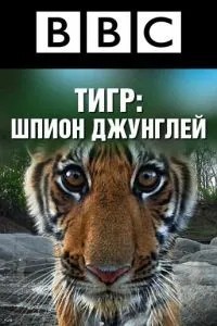 BBC: Тигр - шпигун джунглів