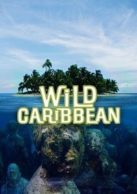 Дикі Кариби - Ритми життя