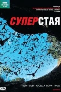 BBC: Суперста